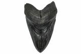 Serrated, Fossil Megalodon Tooth - South Carolina #360777-1